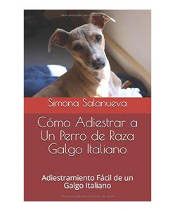 Galgo italiano mirando